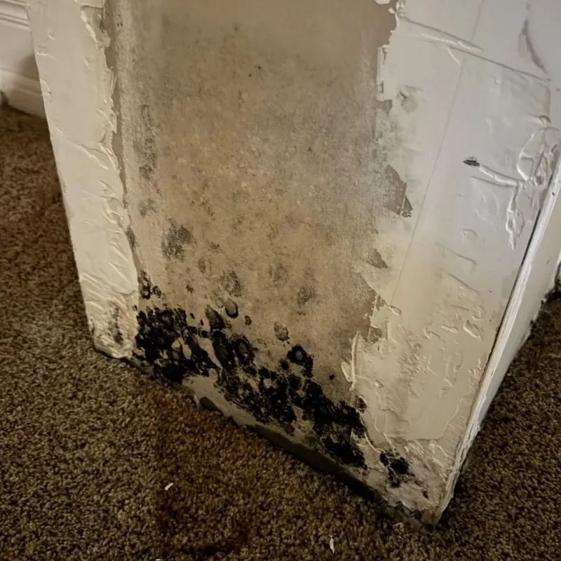 Professional Mold Removal in Harrisonville, MO